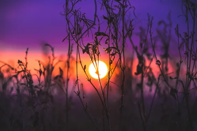 A vivid sunset background in shades of purple and pink, with the silhouette of wild grasses and thin branches in the foreground. The sun appears as a bright, glowing orb centrally positioned, casting a warm light that highlights the outlines of the plants. The scene conveys a peaceful yet dramatic end to the day.