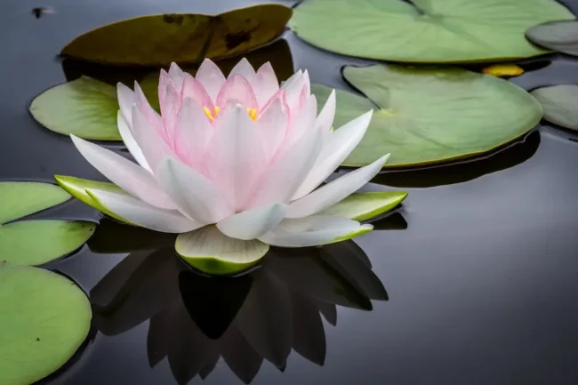 A serene image of a blooming water lily with delicate pink petals, gently floating on a still, dark water surface surrounded by green lily pads. The flower's subtle hues and soft reflections create a tranquil and picturesque scene.